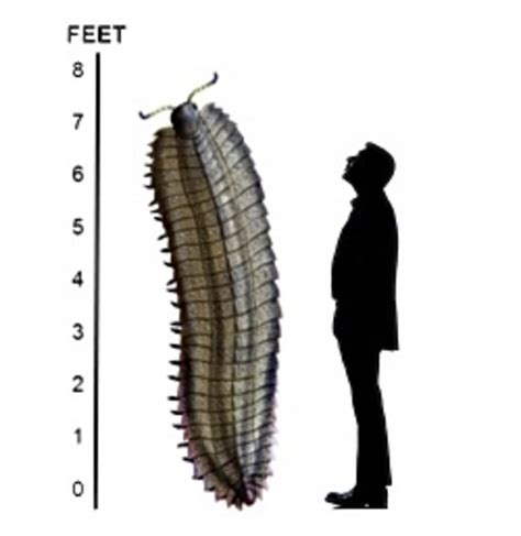 carboniferous insect size